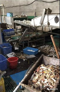 消毒餐具厂调查 车间堆积食物残渣 工人脏手套擦杯盘